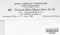 Uromyces fallens image